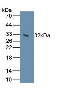 Cadherin-7 Antibody