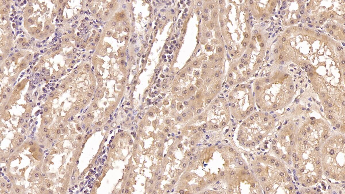 CRYL1 Antibody (C5)