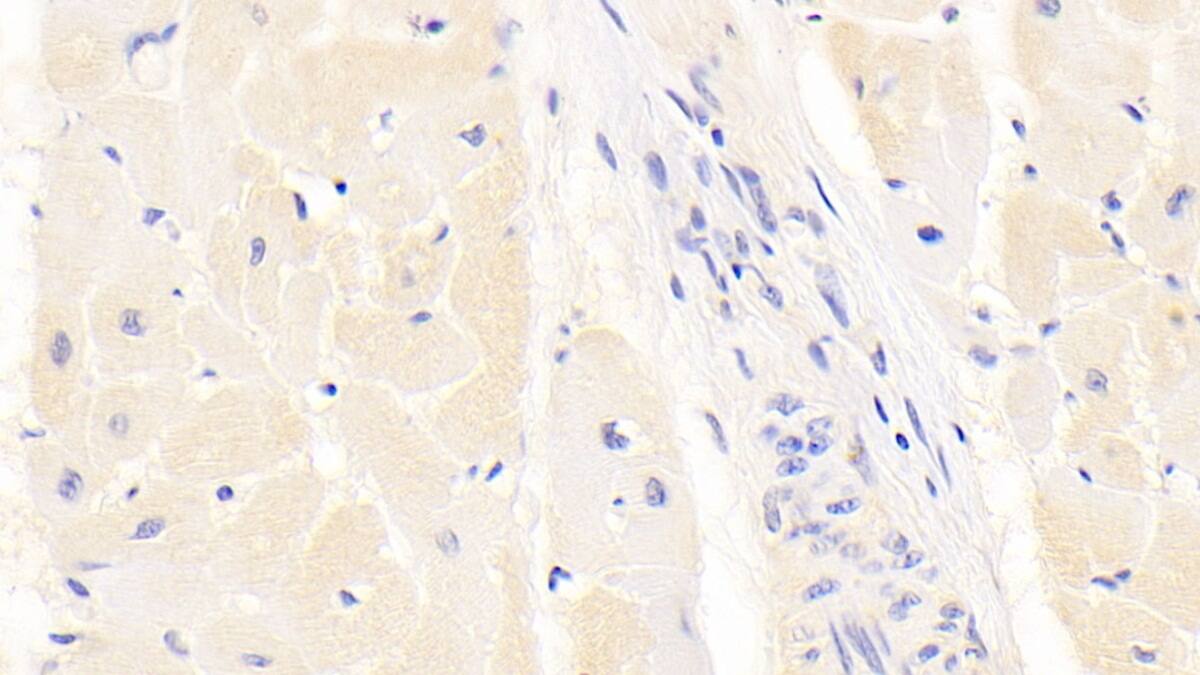 SeP Antibody (C5)