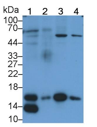 RBX1 Antibody (C8)