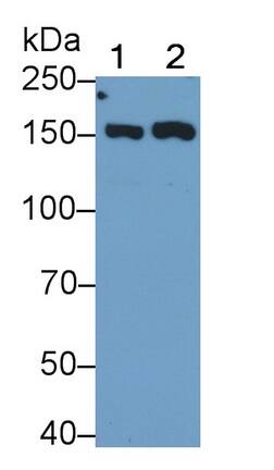 WWC2 Antibody