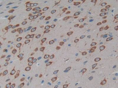 Connexin 40/GJA5 Antibody