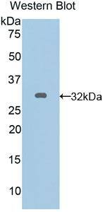 Connexin 40/GJA5 Antibody