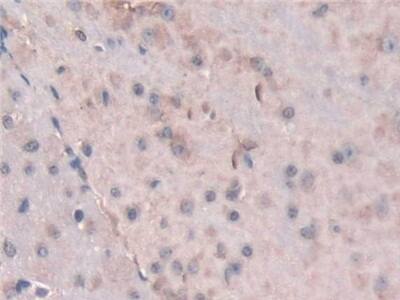 SNX18 Antibody