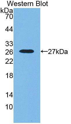 SNX18 Antibody