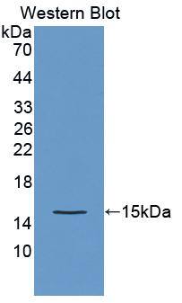 Otoraplin/OTOR Antibody