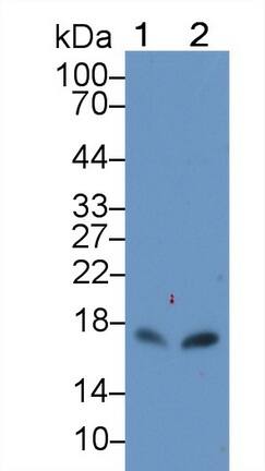 CXCL15/Lungkine Antibody