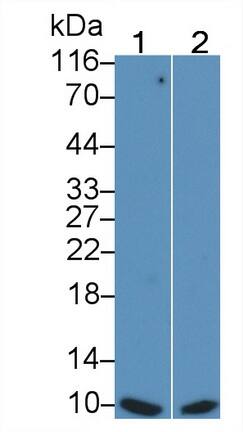 S100A/B Antibody (C10)