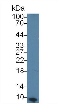 Apolipoprotein C1 Antibody (C1)