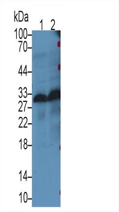 MOG Antibody (C2)