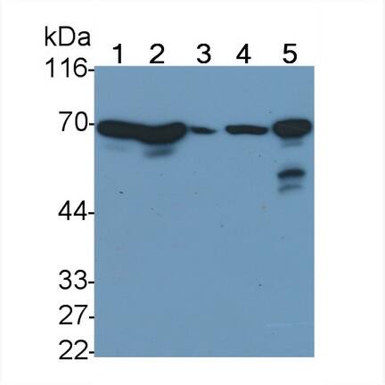 HspA1L Antibody (C3)