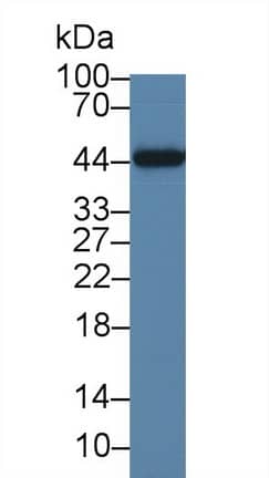 IL-19 Antibody (C9)