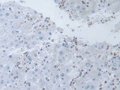 IL-19 Antibody (C9)