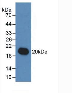 IL-19 Antibody (C9)