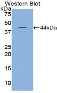 HYAL2 Antibody
