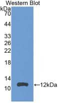 CCL24/Eotaxin-2/MPIF-2 Antibody (3#)