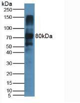 Lactoperoxidase Antibody (15#)