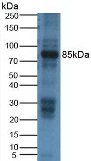 ABP1/AOC1 Antibody (15#)