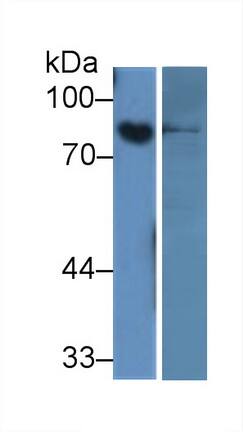 ABP1/AOC1 Antibody (15#)