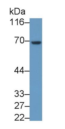 Heparanase/HPSE Antibody (C303)