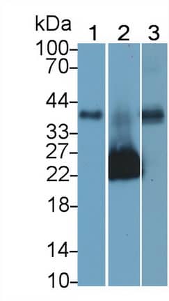 JAM-A Antibody (C1)