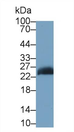 JAM-A Antibody (C8)