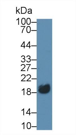 CD3 delta Antibody (C13)