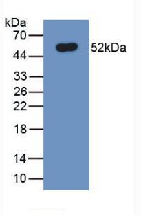 Ferroportin/SLC40A1 Antibody (C2)