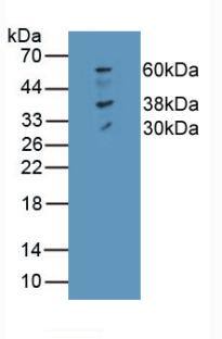 Ferroportin/SLC40A1 Antibody (C2)