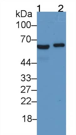 Ferroportin/SLC40A1 Antibody (C9)