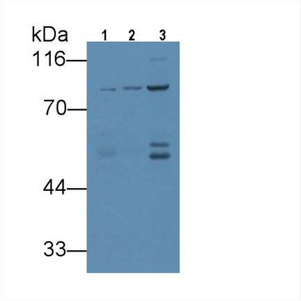 VGF Antibody (4#)