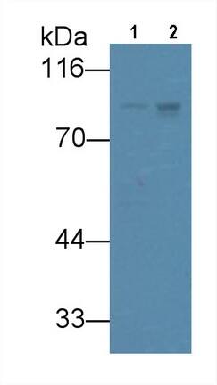 VGF Antibody (13#)