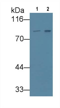 VGF Antibody (6#)