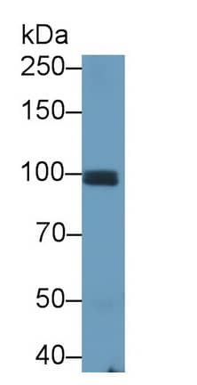 Cadherin-11 Antibody (E9)