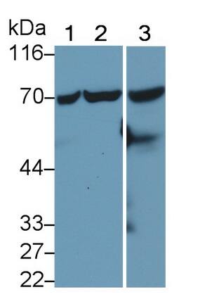 HspA1L Antibody (C1)