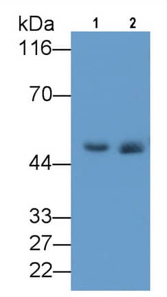 Elastin Antibody (C4)