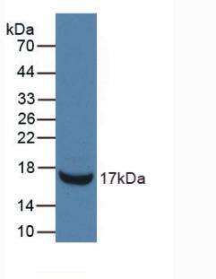 RNASE3 Antibody (C9)