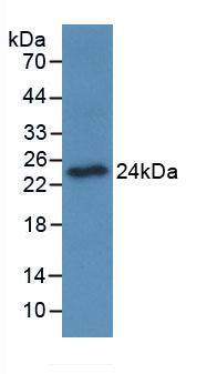 OSCAR Antibody (C2)