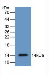 sFRP-4 Antibody (5#)