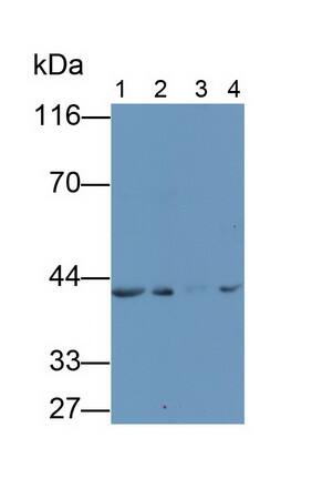 sFRP-4 Antibody (5#)