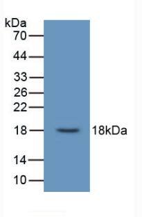 Urocortin 3 Antibody (C9)