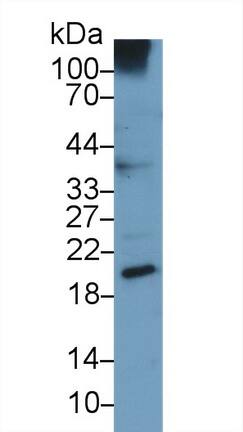 Urocortin 3 Antibody (C9)