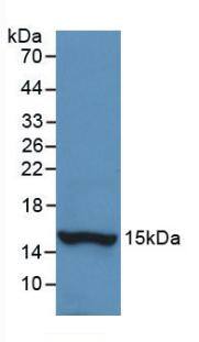 Histatin 1 Antibody (C1)