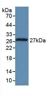 TPT1/TCTP Antibody (C8)