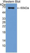 SUOX Antibody (7#)