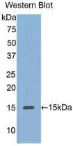 Reg3A Antibody (4#)