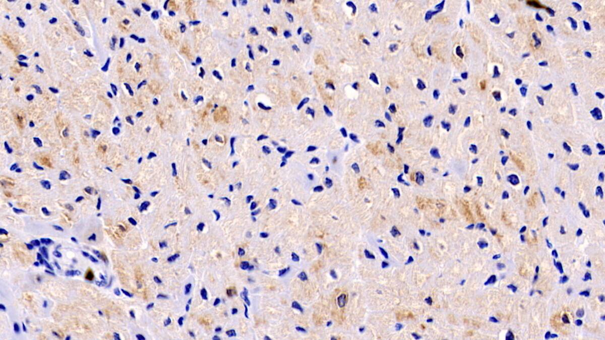 LOXL1 Antibody (C1)