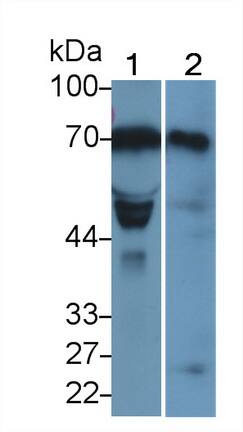 LOXL1 Antibody (C1)
