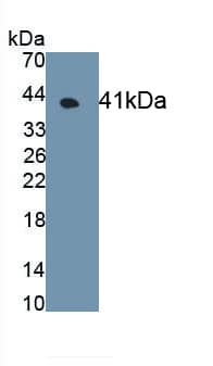 GPR35 Antibody (C3)