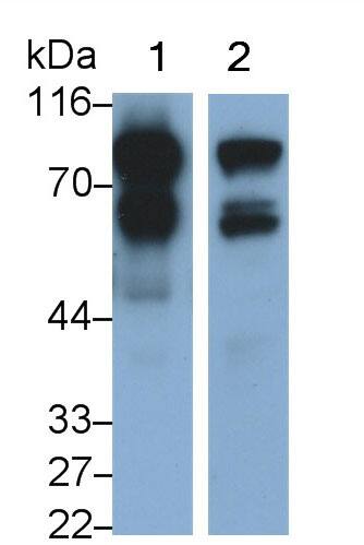 Nexilin Antibody (D6)